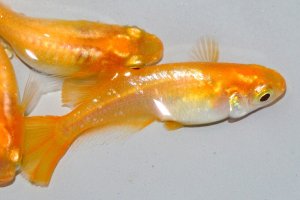 画像2: 356　チャンス！ブドウ目！アルビノクイーン・オレンジ（ヒカリ体型） 　Lサイズ  3匹