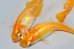 画像7: 356　チャンス！ブドウ目！アルビノクイーン・オレンジ（ヒカリ体型） 　Lサイズ  3匹
