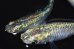 画像3: 364　　　エメラルダ（普通体型）  　Ｌサイズ  3匹