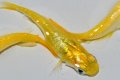 365　 レモンスカッシュ（同腹個体・普通体型）　LМサイズ  3匹