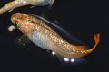 368　ＮＥW！桃輝ティアラ・ぴんき（普通体型） 　Lサイズ  1ペア