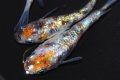 367　チャンス！特選美麗！安芸三色・ハレギ（普通体型） LМサイズ  3匹