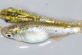 366　　特選個体！ペリドット（普通体型） 　Ｌサイズ  3匹
