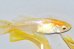 画像5: 375　チャンス！　ブドウ目！　アルビノクイーン・レモン（ヒカリ体型）　ＬМサイズ4匹