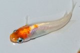 385　チャンス！レアー美麗！紅白・Japan（普通体型） LМサイズ  3匹