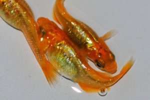 画像3: 390　 チャンス！有望個体！　　赫・アキラ月虹　（ヒカリ体型） Мサイズ・3匹