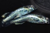 392　チャンス！　レアー有望美麗個体！　月虹スパンコール（ヒカリ体型）  　Мサイズ  1ペア