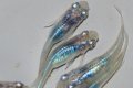 389　チャンス！ブラックオパールシャドー（普通体型）　LМサイズ  5匹