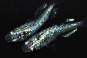 画像2: 392　チャンス！　レアー有望美麗個体！　月虹スパンコール（ヒカリ体型）  　Мサイズ  1ペア