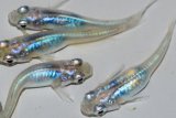 389　チャンス！ブラックオパールシャドー（普通体型）　LМサイズ  5匹
