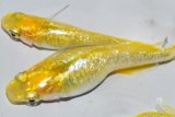 393　チャンス！ラメ・虹彩特級  レモンスカッシュ　LМサイズ  4匹