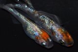 398　チャンス！ 　安芸三色ハレギ　（普通体型） LМサイズ  3匹