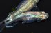 画像6: 397　サマーセール！ＮＥW！エメラルダ・RAINBOW（普通体型）　Lサイズ  1ペア