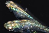 397　サマーセール！ＮＥW！エメラルダ・RAINBOW（普通体型）　Lサイズ  1ペア