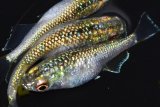 394　　特選美麗個体！ペリドット（普通体型） 　Ｌサイズ  3匹