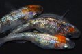 398　チャンス！ 　安芸三色ハレギ　（普通体型） LМサイズ  3匹