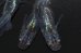 画像3: 406　　宝鱗無双（ヒカリ体型）ＬМサイズ  3匹 (3)
