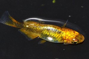 画像2: 414　　　レアー個体！黒蜜レモン（ヒカリ体型）　LМサイズ  1ペア