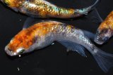 410　安芸三色ハレギ（普通体型）Ｌサイズ  3匹