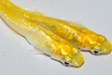 411　サマーセール！　レモンスカッシュ 　Lサイズ  3匹
