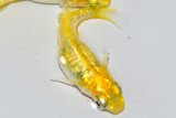 411　　レモンスカッシュ 　Lサイズ  3匹