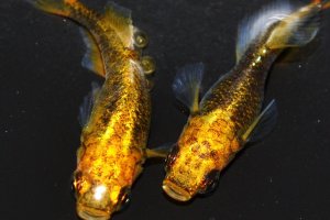 画像1: 414　　　レアー個体！黒蜜レモン（ヒカリ体型）　LМサイズ  1ペア