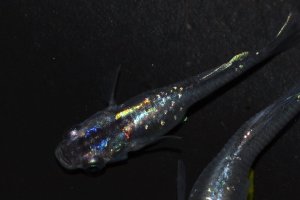 画像2: 419　虹彩変化強！宝鱗無双（ヒカリ体型）　Мサイズ  3匹