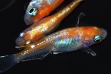 421　ＮＥW！レッドタイプ！Japan・ブルードレス（普通体型）  　LМサイズ  3匹