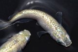 424　特上個体！ミルキーゴールドティアラ（普通体型） 　LМサイズ  1ペア