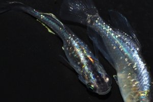 画像1: 419　虹彩変化強！宝鱗無双（ヒカリ体型）　Мサイズ  3匹