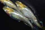 415　サマーセール！ラメ美麗！　レモン月虹（ヒカリ体型）LМサイズ  3匹