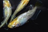 415　ラメ美麗！　レモン月虹（ヒカリ体型）LМサイズ  3匹