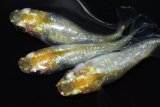 415　ラメ美麗！　レモン月虹（ヒカリ体型）LМサイズ  3匹