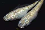 424　サマーセール！特上個体！ミルキーゴールドティアラ（普通体型） 　LМサイズ  1ペア
