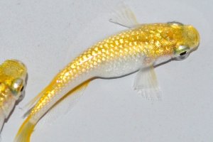 画像2: 426　有望レアー個体！レモンティアラ・シトロン（普通体型）LМサイズ  1ペア