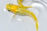 427　サマーセール！レモンスカッシュ（ヒカリ体型） 　Мサイズ  5匹