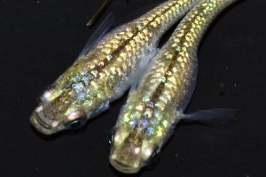 画像1: 432　美麗！グリーンティアラ（普通体型）Lサイズ・3匹