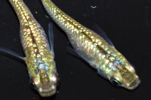 画像2: 432　美麗！グリーンティアラ（普通体型）Lサイズ・3匹