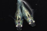 425　サマーセール！レアー美麗！月虹スパンコール（ヒカリ体型） Мサイズ・1ペア