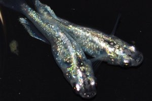 画像2: 425　レアー美麗！月虹スパンコール（ヒカリ体型） Мサイズ・1ペア