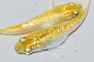 画像1: 426　有望レアー個体！レモンティアラ・シトロン（普通体型）LМサイズ  1ペア