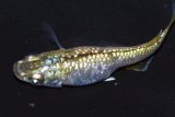 432　サマーセール！美麗！グリーンティアラ（普通体型）Lサイズ・3匹