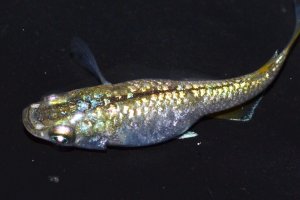 画像5: 432　美麗！グリーンティアラ（普通体型）Lサイズ・3匹