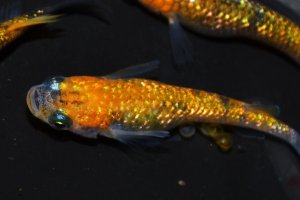 画像4: 436　サマーセール！　ハレギ（普通体型）  　Lサイズ  3匹
