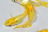 435　サマーセール！ラメ・虹彩特級  レモンスカッシュ　LМサイズ  4匹