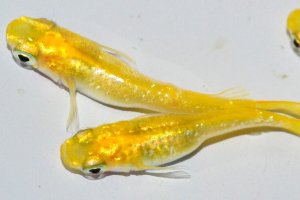 画像2: 441　 サマーセール！　　レモンスカッシュ（普通体型） Lサイズ  3匹