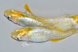 443　サマーセール！ラメ・虹彩美麗！　レモン月虹（ヒカリ体型）LМサイズ  3匹