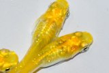 441　 サマーセール！　　レモンスカッシュ（普通体型） Lサイズ  3匹