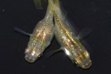 449　サマーセール！虹彩強！　鳳凰（ヒカリ体型）  　Mサイズ  3匹