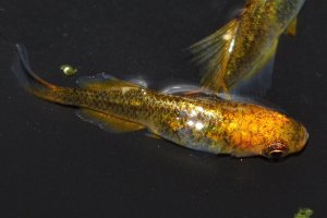 画像5: 456　　サマーセール！黒蜜レモン（普通体型）　ＬМサイズ  1ペア
